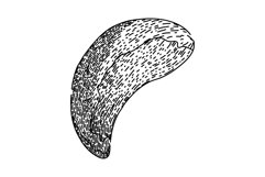 snack brazil nut sketch hand drawn vector Product Image 1