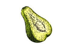 asian chayote healthy sketch hand drawn vector Product Image 1