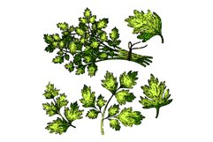 chervil set sketch hand drawn vector Product Image 1