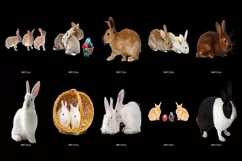 60 RABBITS TRANSPARENT PNG FILES, ANIMALS PHOTOSHOP OVERLAYS Product Image 7