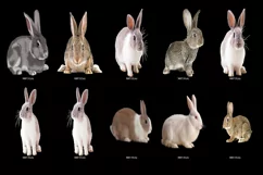 60 RABBITS TRANSPARENT PNG FILES, ANIMALS PHOTOSHOP OVERLAYS Product Image 5