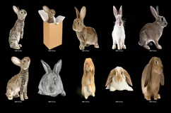60 RABBITS TRANSPARENT PNG FILES, ANIMALS PHOTOSHOP OVERLAYS Product Image 4
