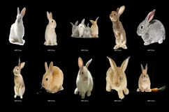 60 RABBITS TRANSPARENT PNG FILES, ANIMALS PHOTOSHOP OVERLAYS Product Image 3