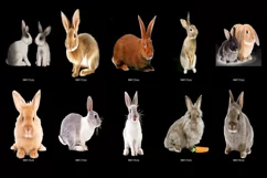 60 RABBITS TRANSPARENT PNG FILES, ANIMALS PHOTOSHOP OVERLAYS Product Image 2