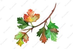 Watercolor green yellow orange gooseberry leaf branch art Product Image 1