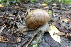 Big garden snail in shell crawling on wet road hurry home Product Image 9