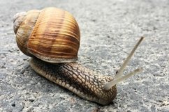 Big garden snail in shell crawling on wet road hurry home Product Image 7