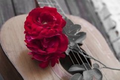 Rose on the old acoustic guitar Product Image 1