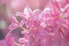 Delicate pink lilies blooming in a romantic garden setting Product Image 1