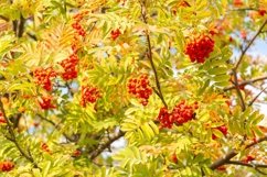 ashberry against the sky Product Image 1