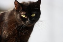Black cat close up Product Image 1
