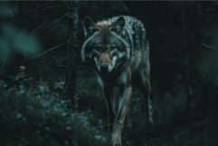 Majestic grey wolf in dark forest ambiance Product Image 1