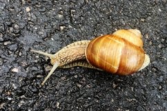 Big garden snail in shell crawling on wet road hurry home Product Image 30