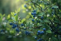 Dewy wild berries at sunrise Product Image 1