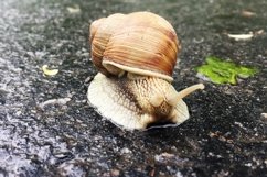 Big garden snail in shell crawling on wet road hurry home Product Image 16
