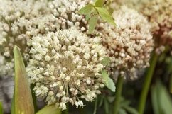 natural background of dry flowers Product Image 1