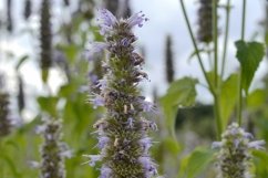 SET different blooming flowers with leaves in natural nature Product Image 24