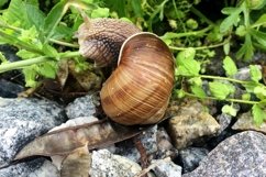 Big garden snail in shell crawling on wet road hurry home Product Image 20