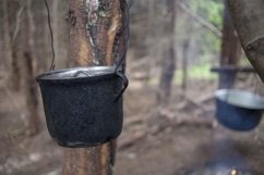 A pot on a fire in the forest Product Image 1