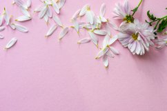 Floral concept with Chrysanthemum flowers and petals Product Image 1