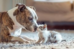 Dog and Cat Playing Background Wallpaper Product Image 1