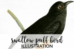Bird Clipart Vintage Product Image 1
