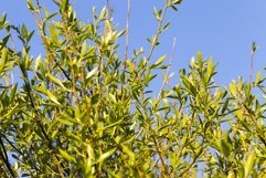 the first young leaves on trees Product Image 1