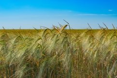 Wheat ears against the blue sky on a Sunny day Product Image 1