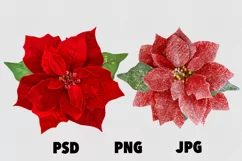 Red Christmas flower poinsettia isolated PSD PNG Product Image 1