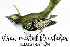 Bird Clipart Vintage Flycatcher Product Image 1