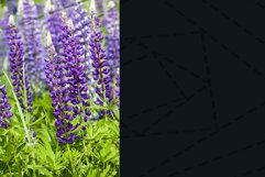 beautiful lupine Product Image 1