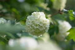 Stock Photo - Blooming viburnum buldenezh, white flowers Product Image 1