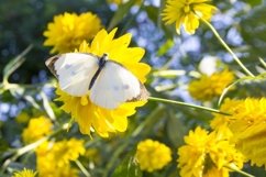 Butterfly sitting on a flower. Product Image 1