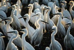 Large group of white herons gathering together at sunset Product Image 1