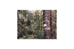 Agathis Australis Product Image 1