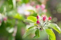 Flowers of apple blossom in the background of nature. Product Image 1
