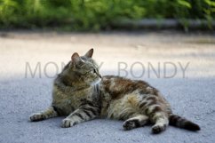 street cat lies on the sidewalk Product Image 1