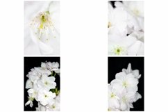 38 White Blossom Floral Flower Close Up Abstract Background Product Image 6