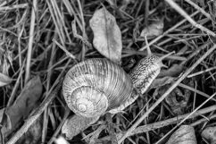 Big garden snail in shell crawling on wet road hurry home Product Image 12