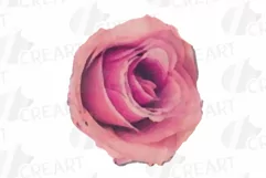 Watercolor bridal flowers on summer berry colors clip art Product Image 22