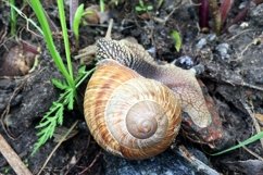 Big garden snail in shell crawling on wet road hurry home Product Image 19