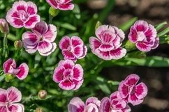 Carnation Pink Kisses Product Image 3