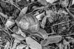 Big garden snail in shell crawling on wet road hurry home Product Image 9
