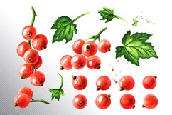 Red currant. Watercolor collection Product Image 6