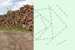 pile of pine trunks Product Image 1