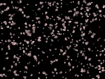 100 ROSE PETALS TRANSPARENT PNG FILES, PHOTOSHOP OVERLAYS Product Image 7