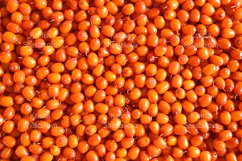 sea buckthorn harvest ripe wild berry as background Product Image 1