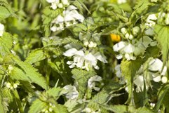 Blooming nettle spring Product Image 1