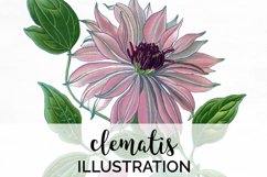 Florals - Vintage Clematis Product Image 1