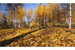 park in autumn Product Image 1